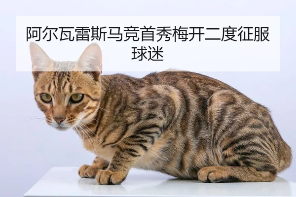a-er-wa-lei-si-ma-jing-shou-xiu-mei-kai-er-du-zheng-fu-qiu-mi-2-216.jpg