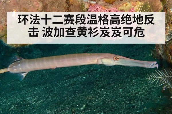 环法十二赛段温格高绝地反击 波加查黄衫岌岌可危